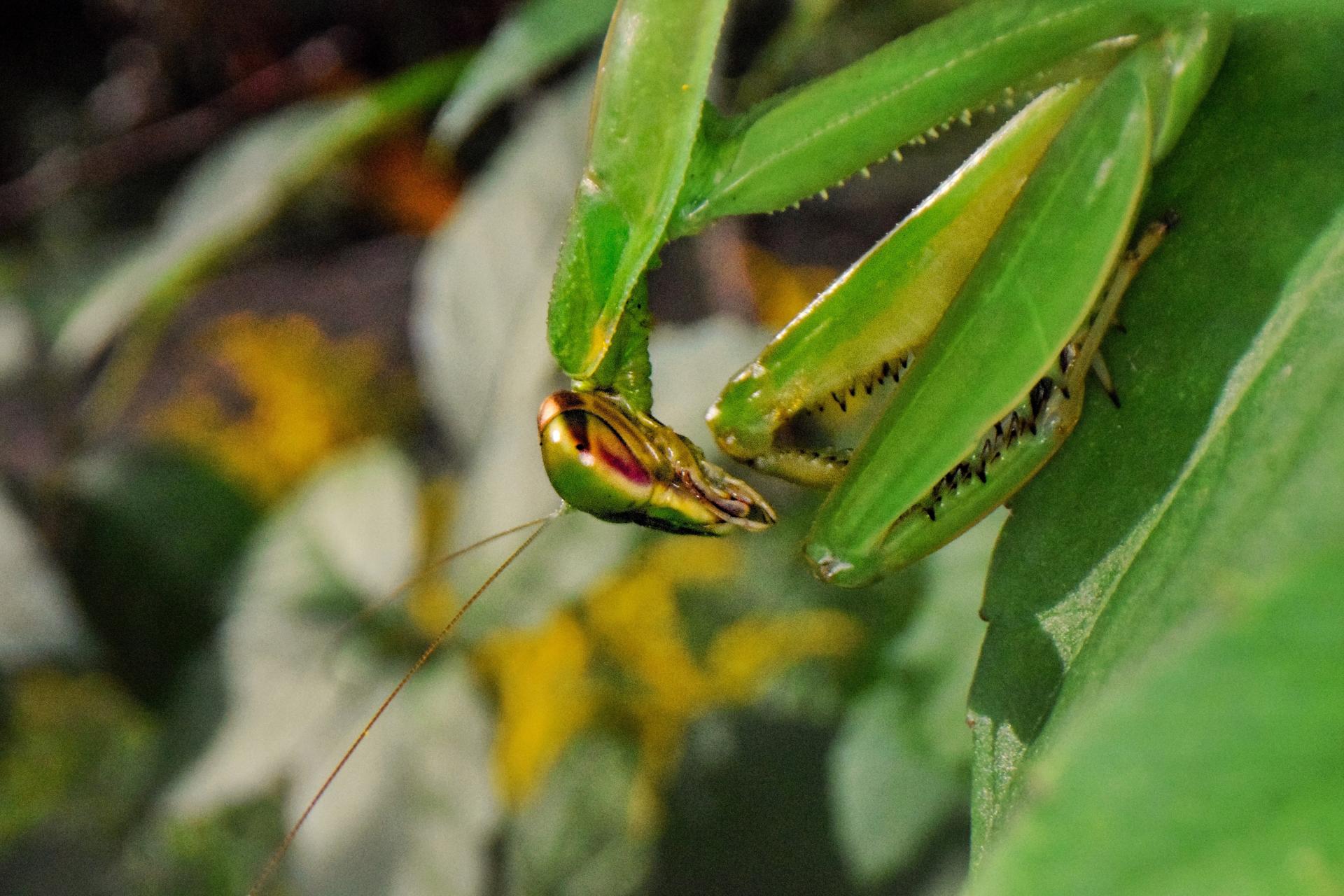 New York Photography Awards Winner - A cute predator in a small world