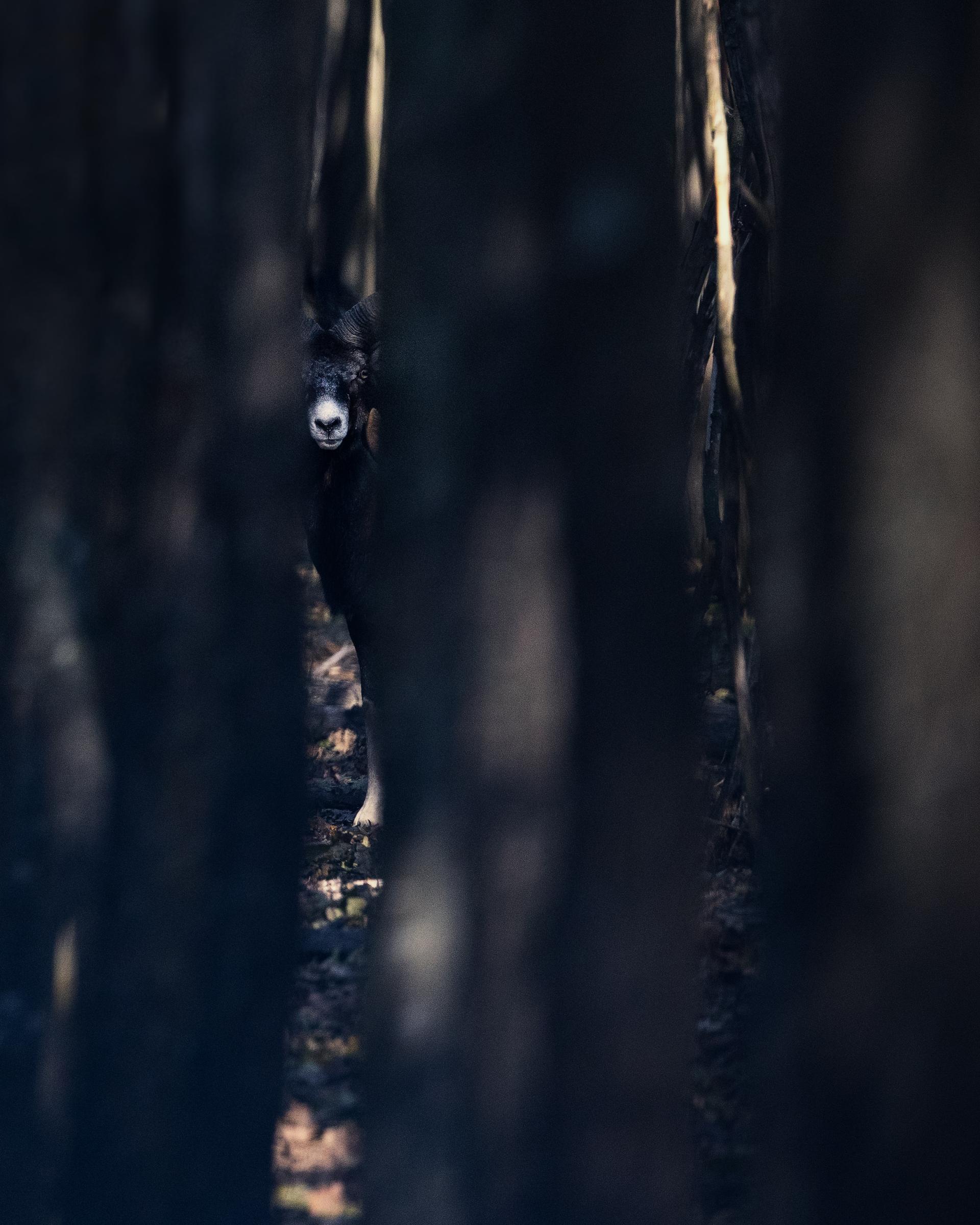 New York Photography Awards Winner - Watcher in the Shadows