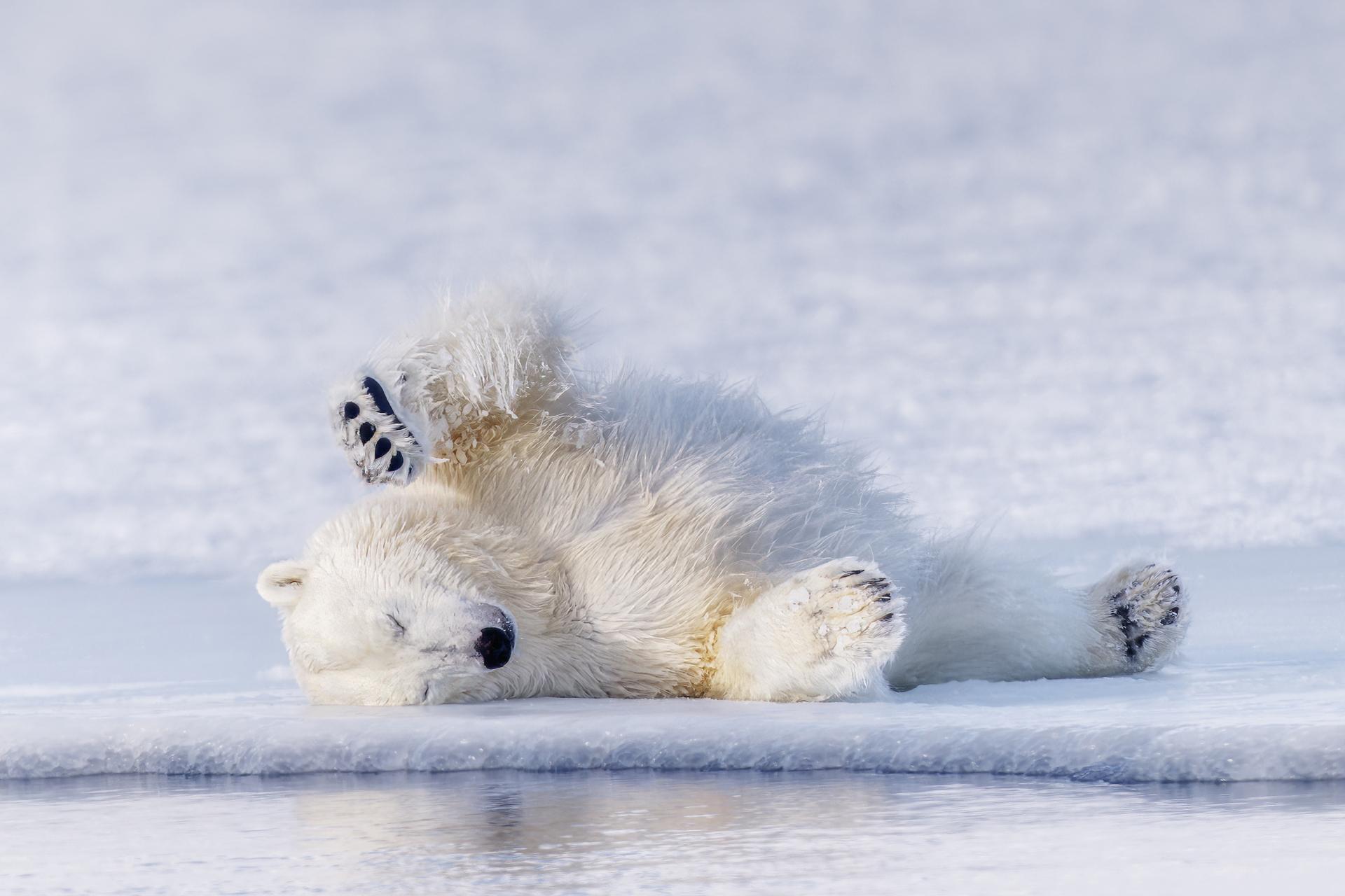 New York Photography Awards Winner - Arctic Dream