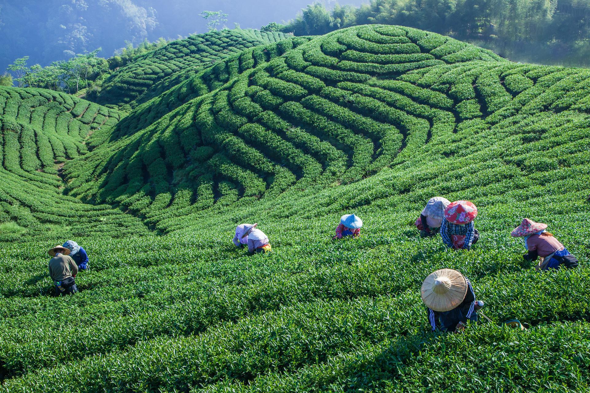 New York Photography Awards Winner - Early morning tea picking