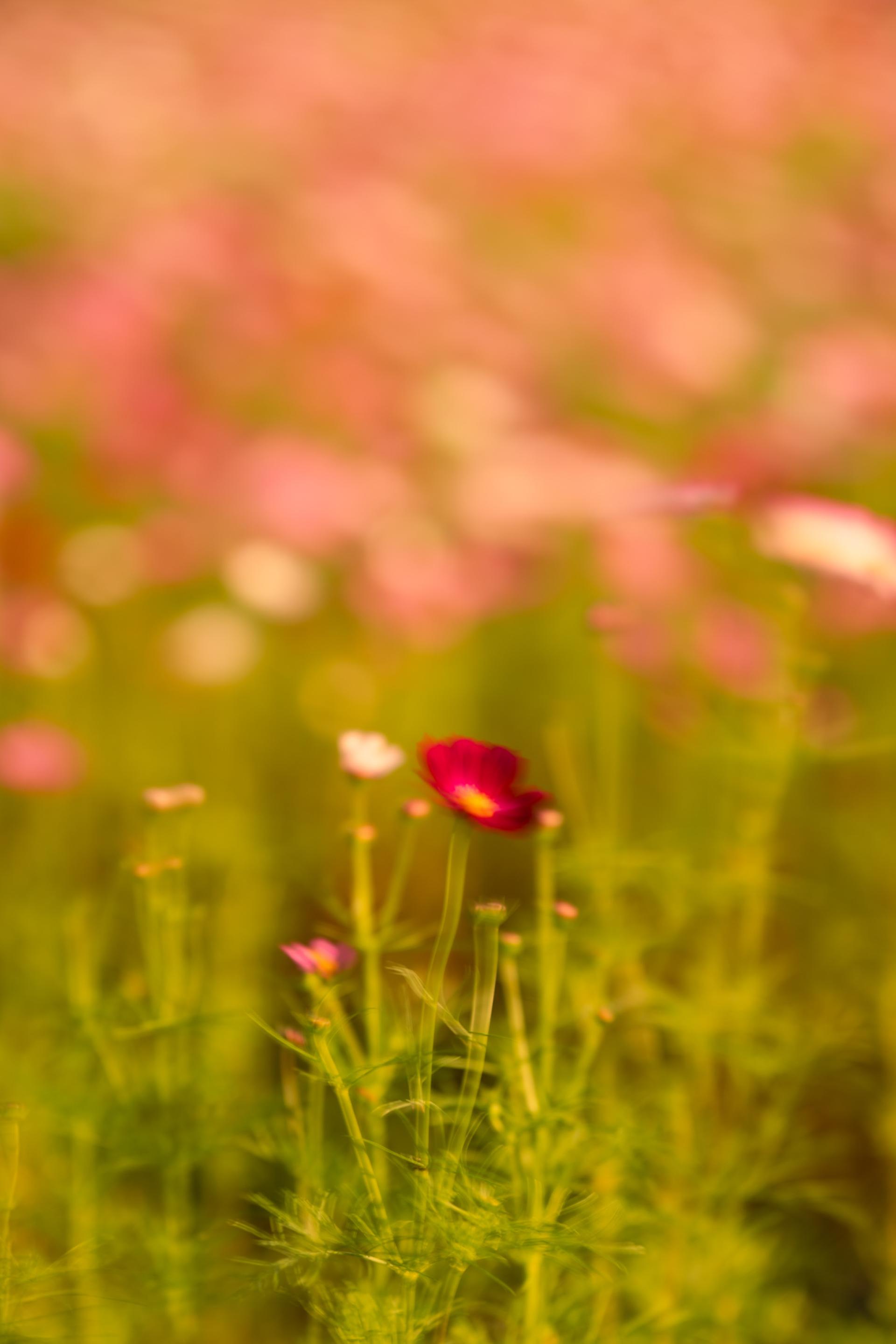 New York Photography Awards Winner - Awakened One