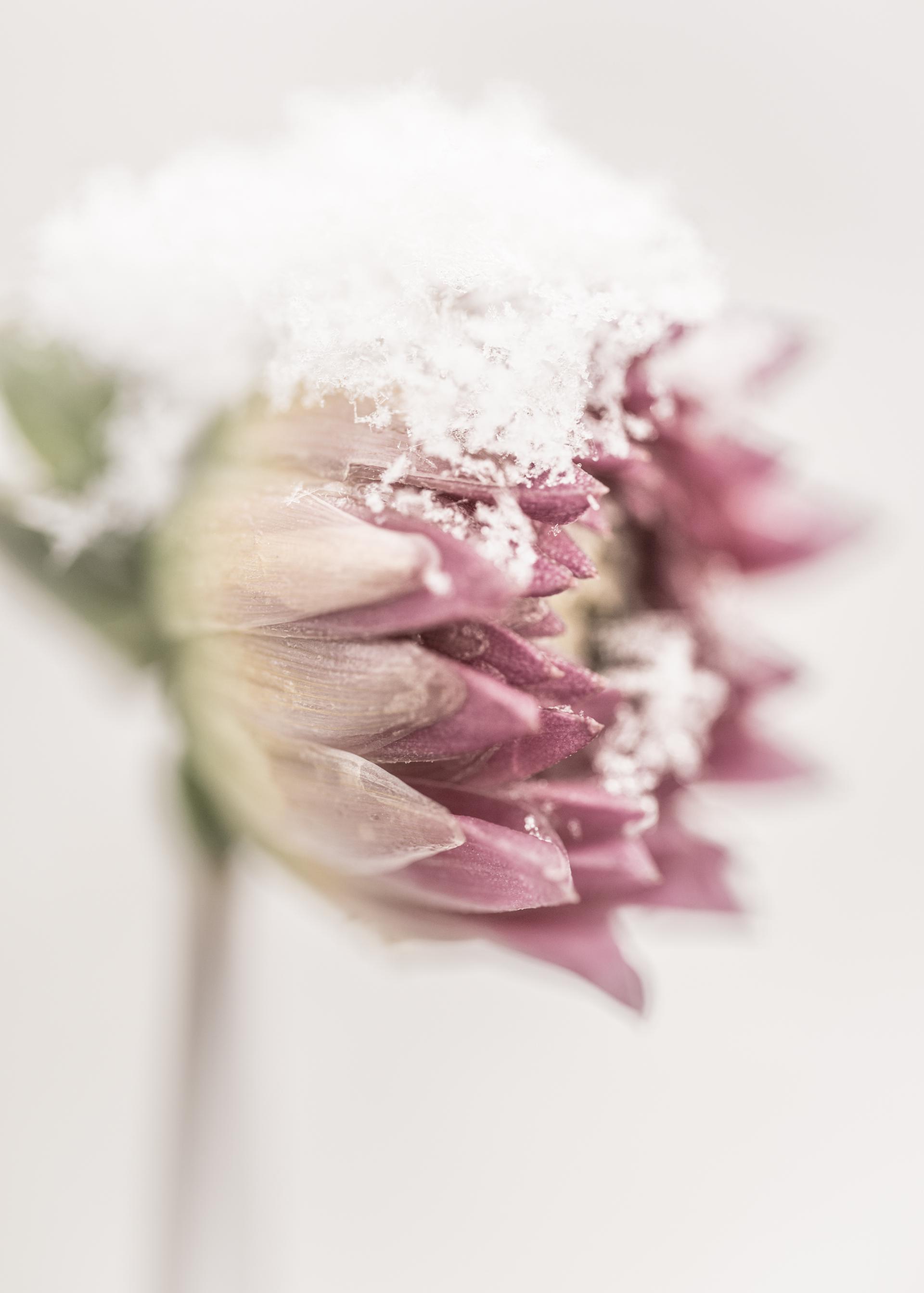 New York Photography Awards Winner - Dahlias 2025