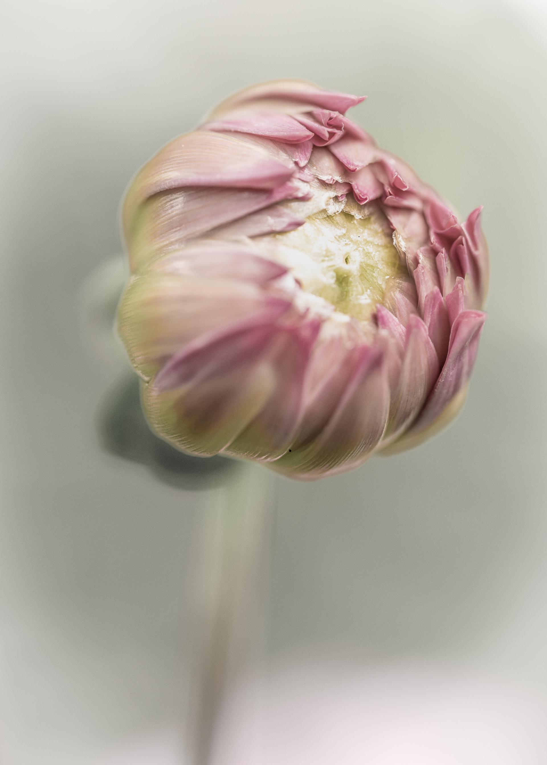 New York Photography Awards Winner - Dahlias 2025