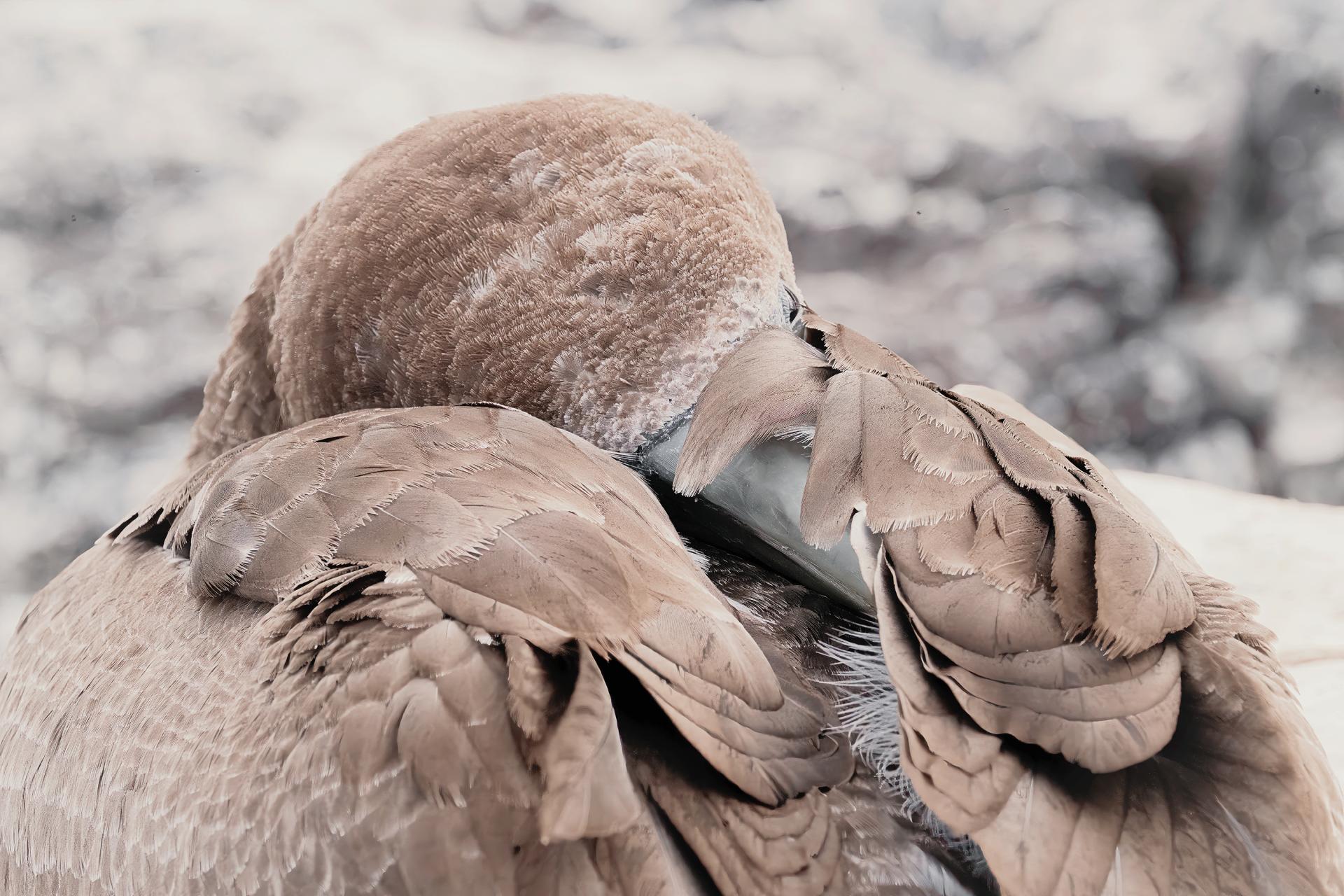 New York Photography Awards Winner - They've Got...Personality.