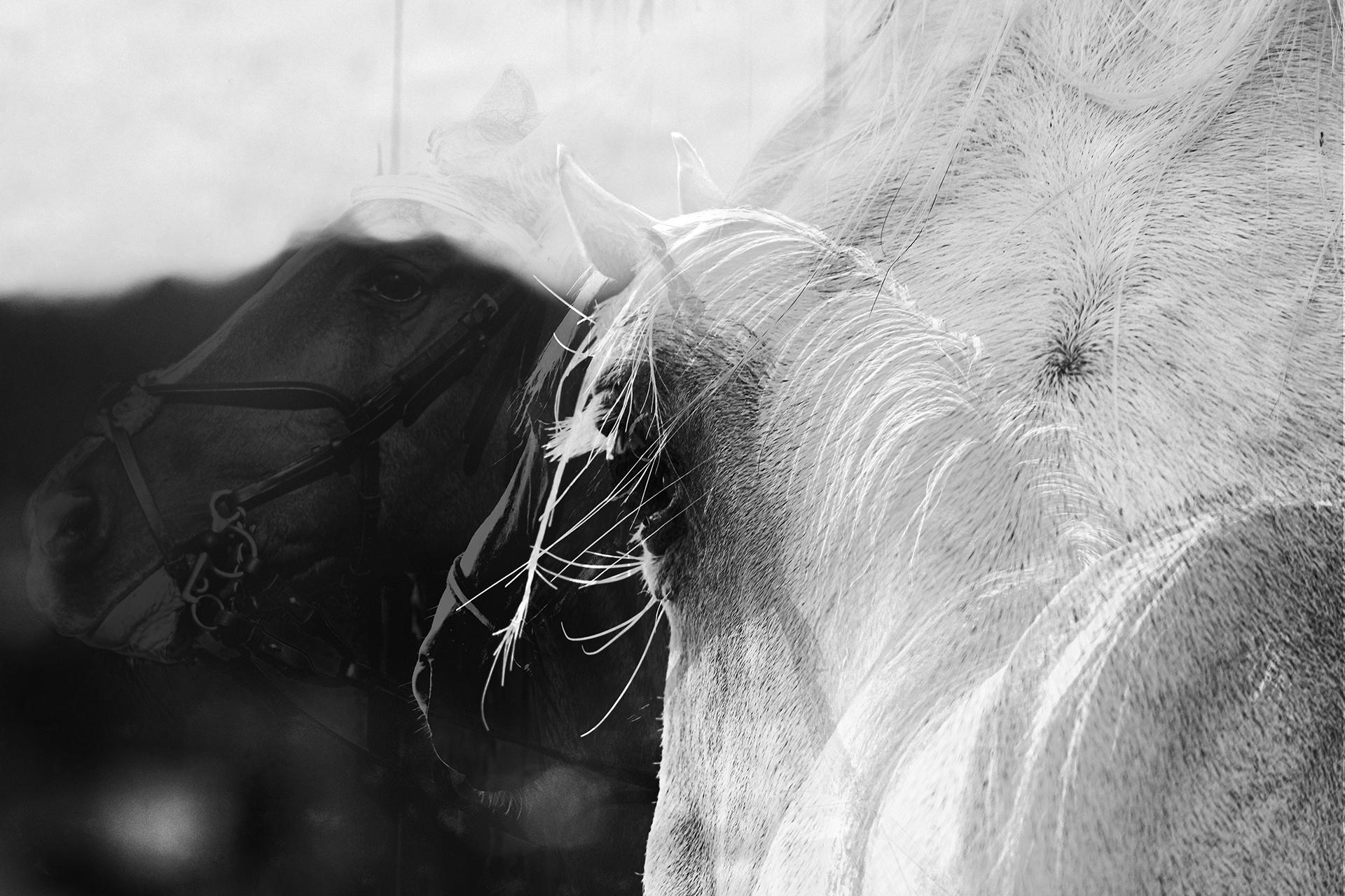 New York Photography Awards Winner - In the Eye of a Horse