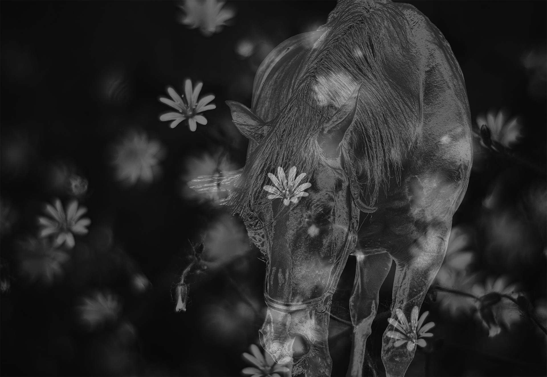 New York Photography Awards Winner - Whispers of Grace