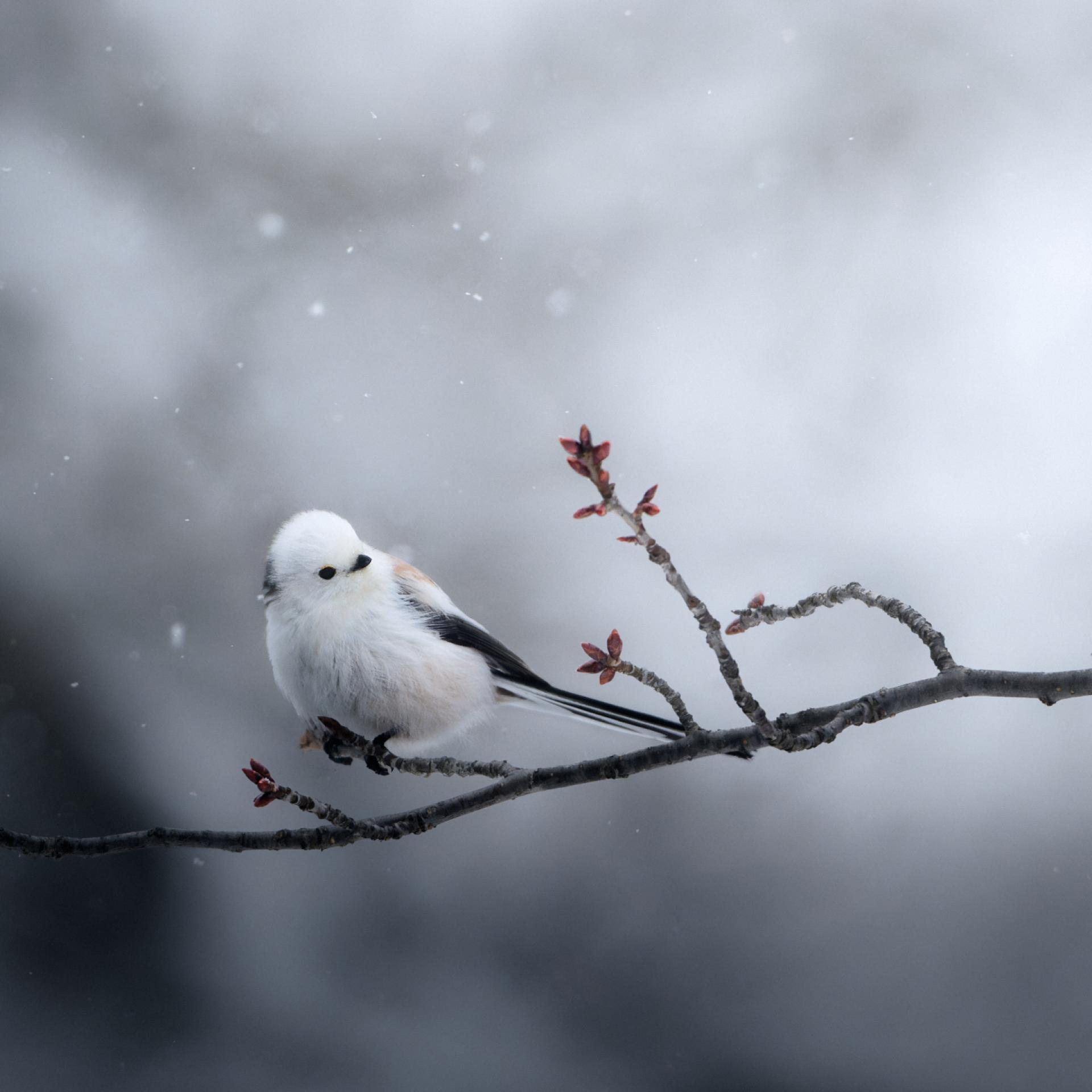 New York Photography Awards Winner - In the Silence of Snow