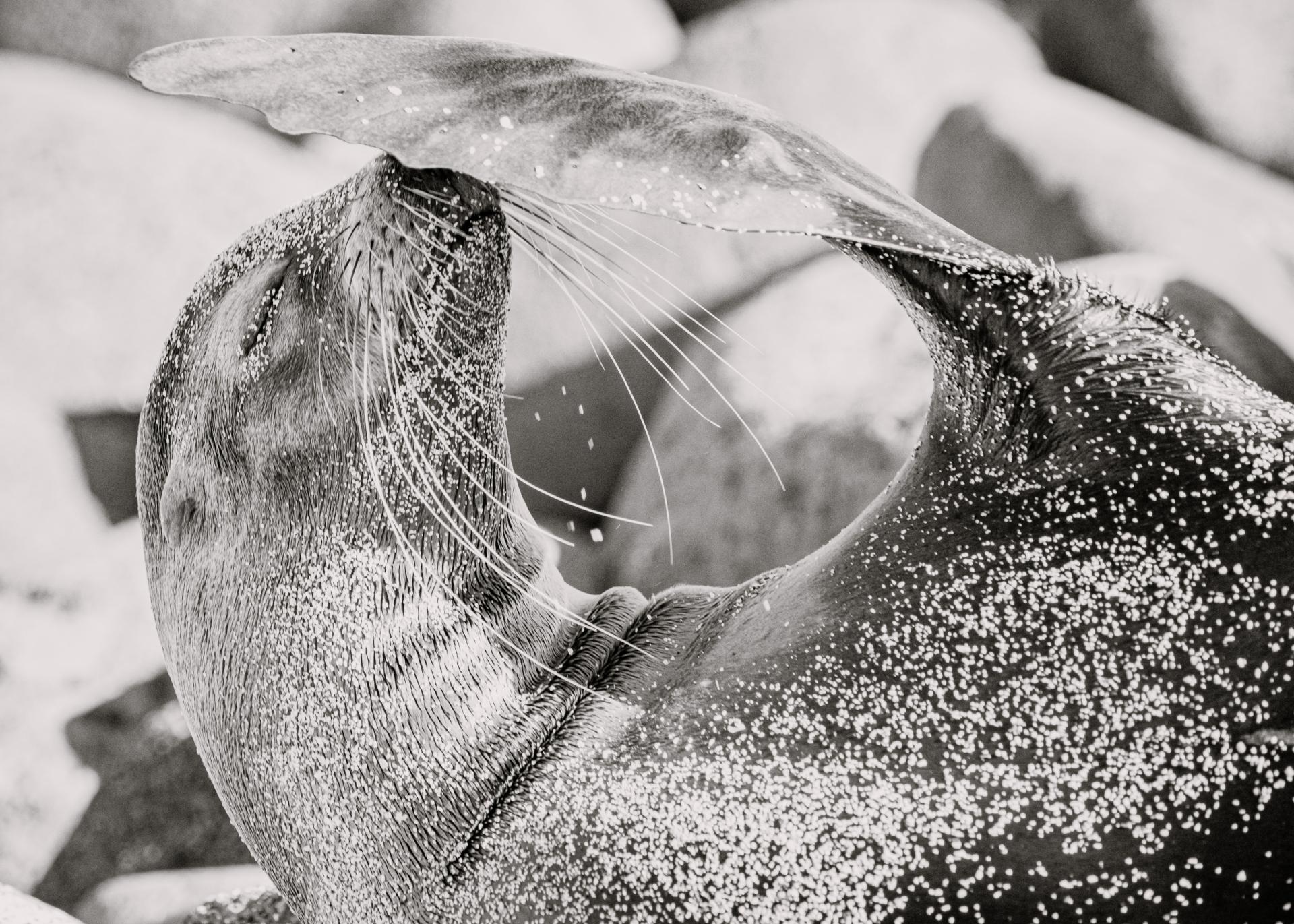New York Photography Awards Winner - Sea Lions