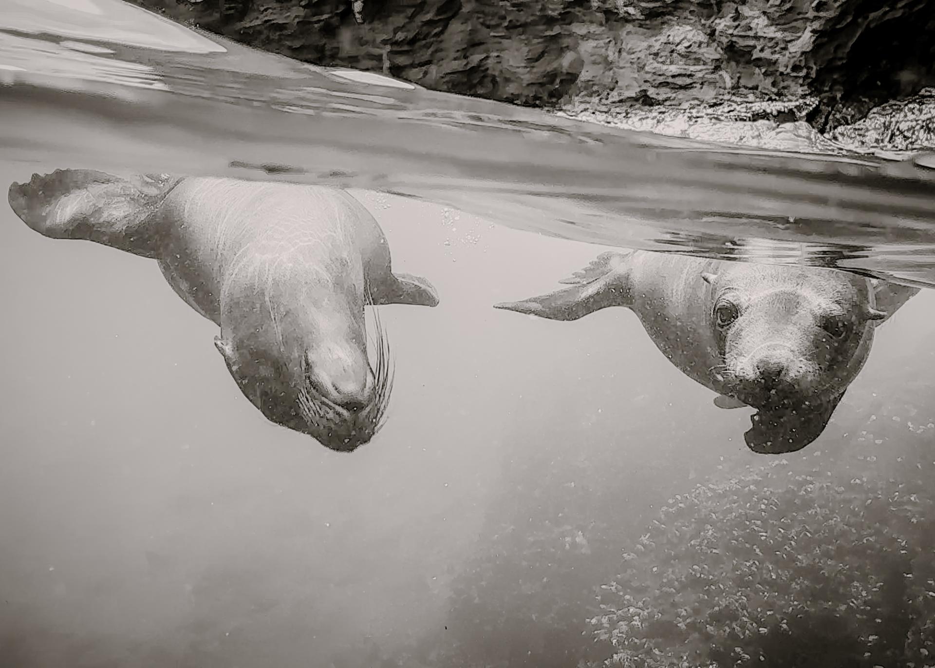 New York Photography Awards Winner - Sea Lions