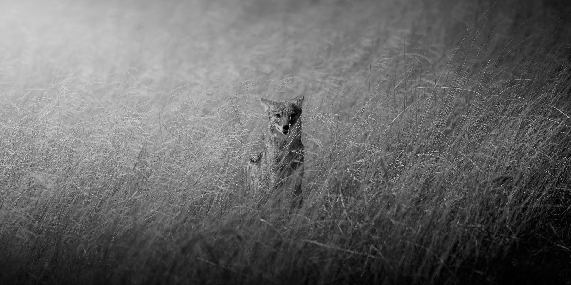 New York Photography Awards Winner - Etoshan Nomad