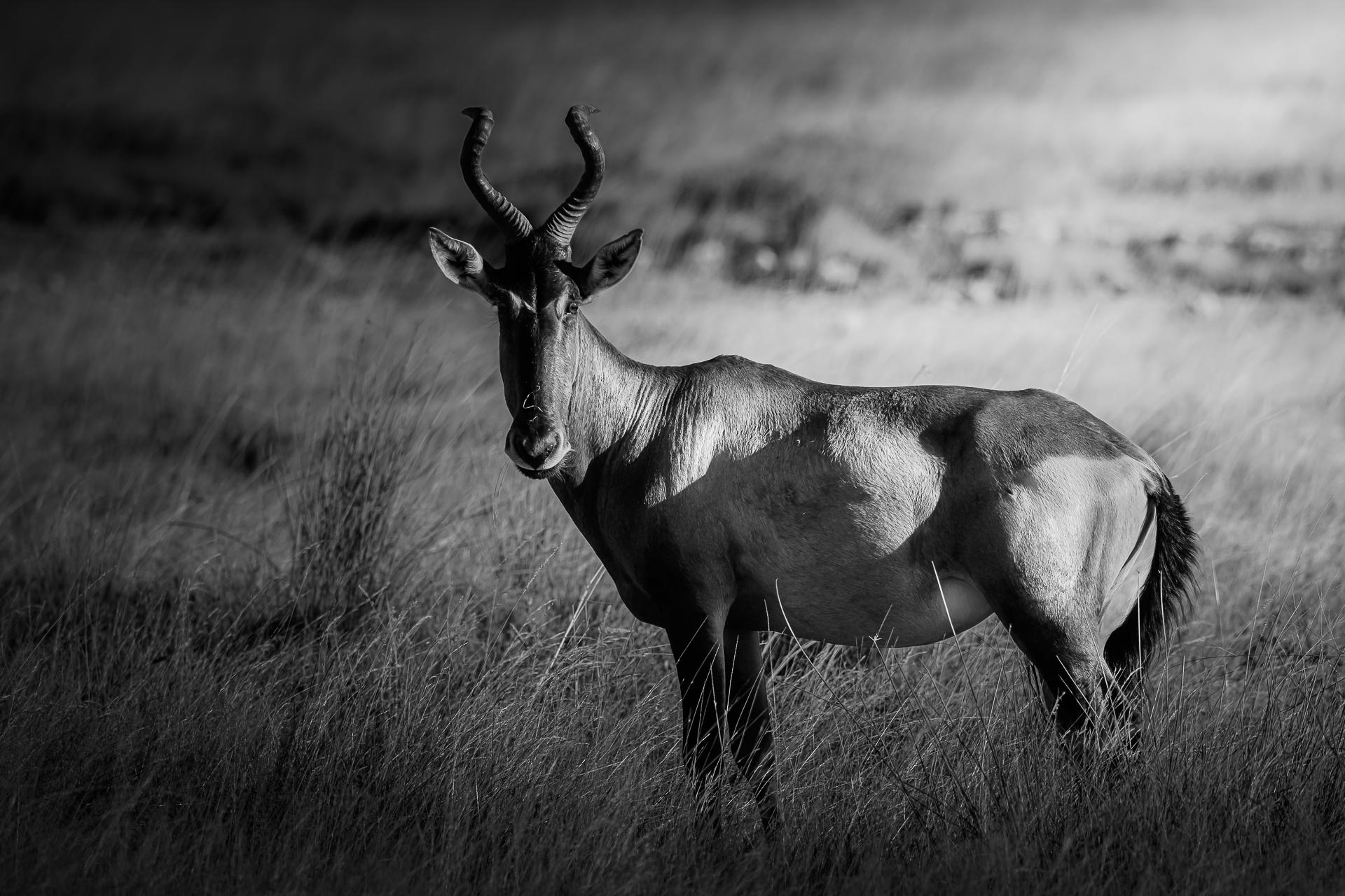 New York Photography Awards Winner - Etoshan Nomad