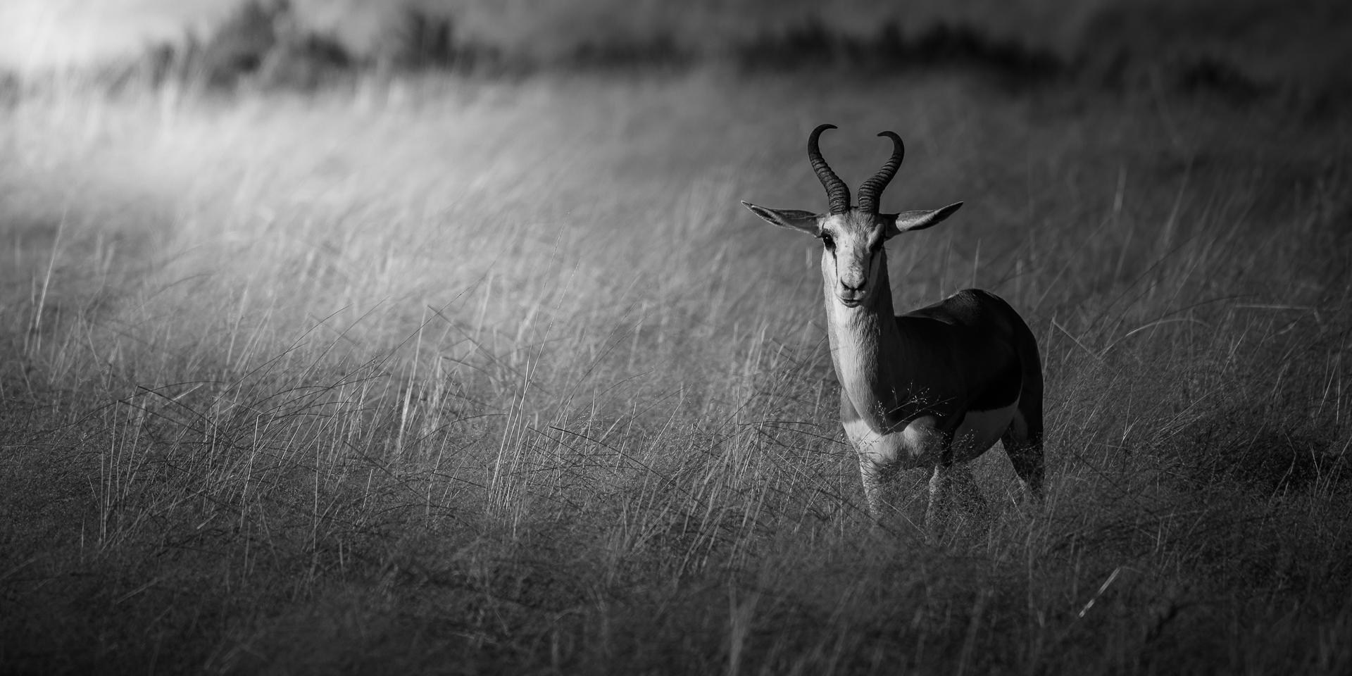 New York Photography Awards Winner - Etoshan Nomad