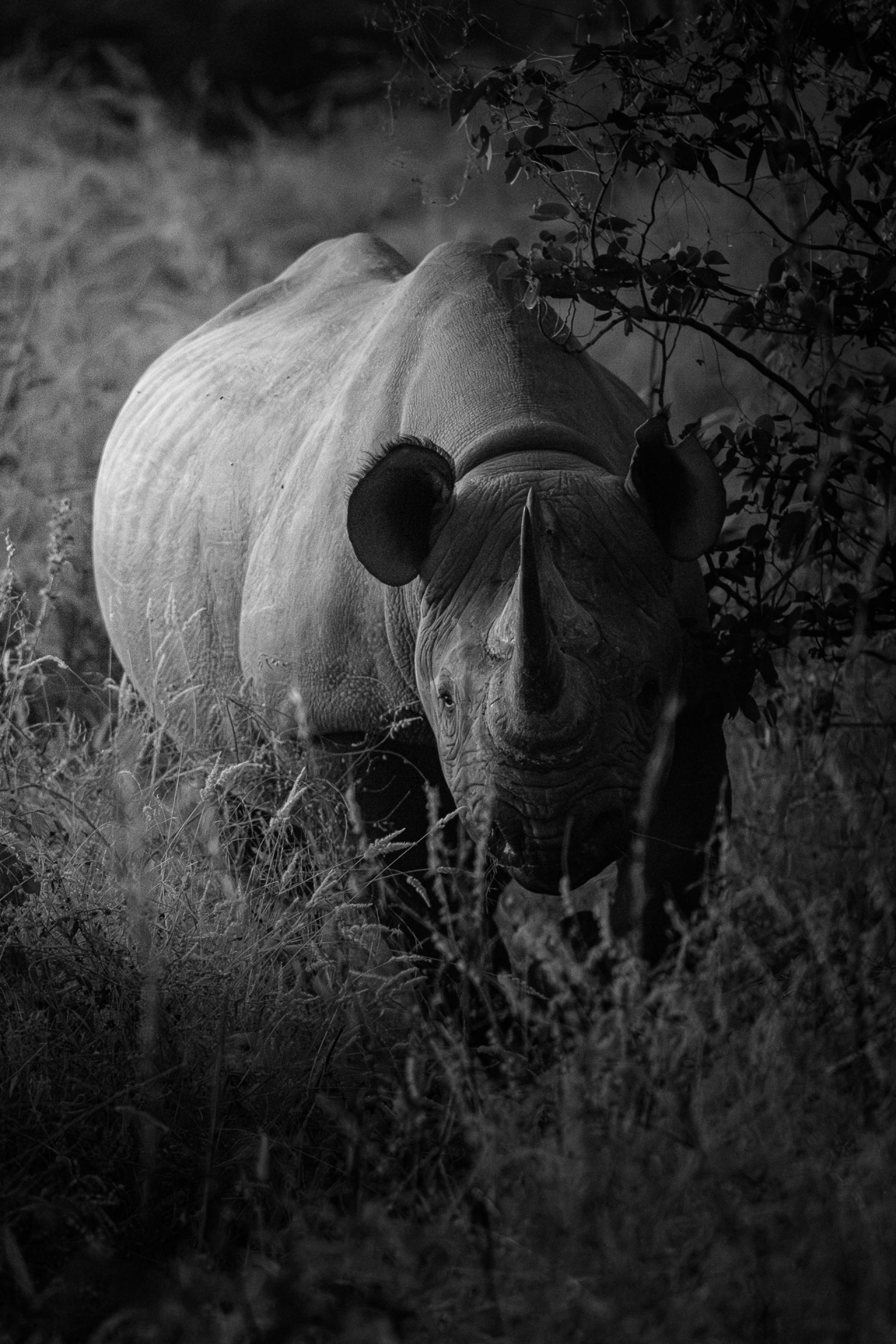 New York Photography Awards Winner - Etoshan Nomad