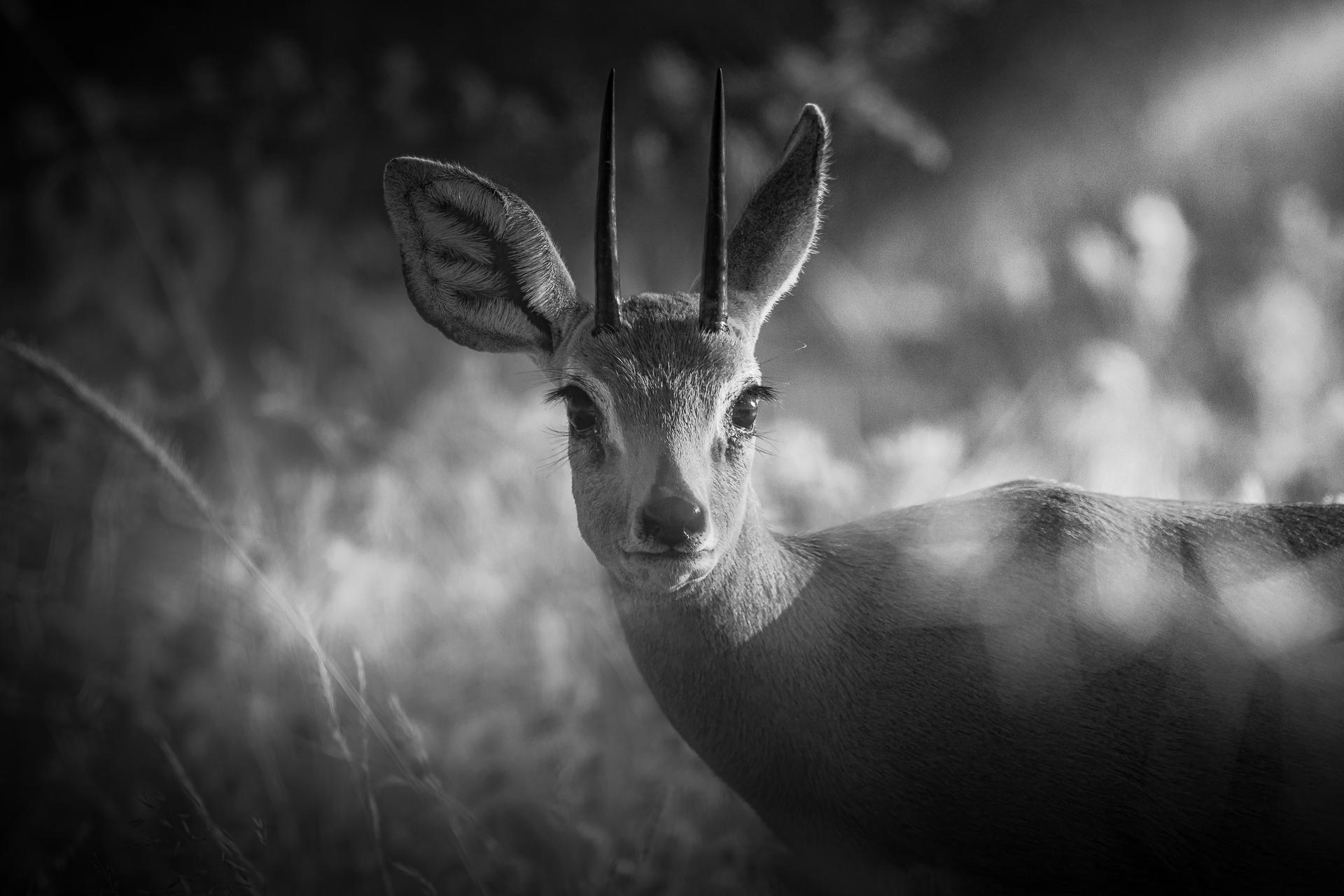 New York Photography Awards Winner - Etoshan Nomad