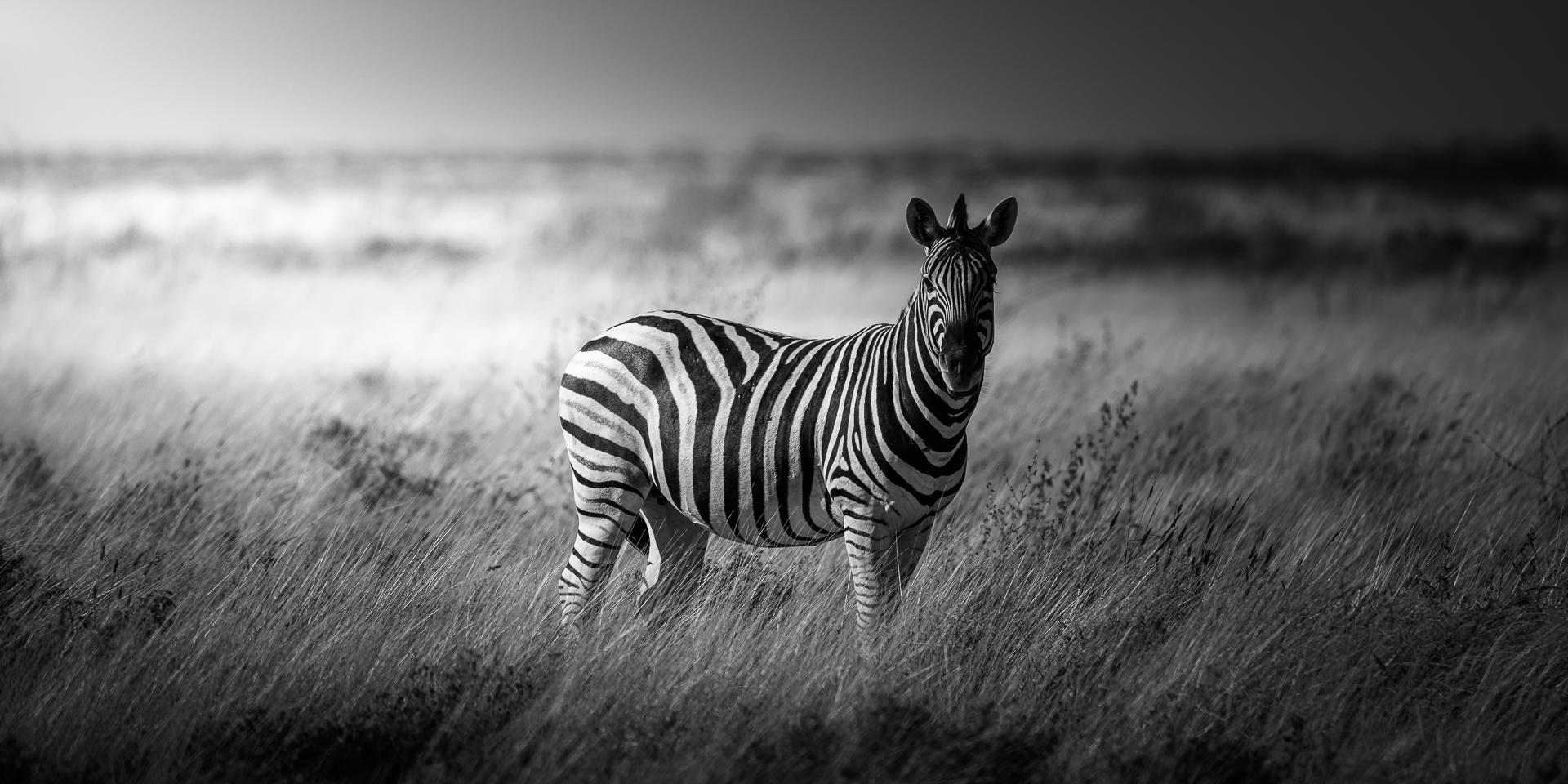 New York Photography Awards Winner - Etoshan Nomad