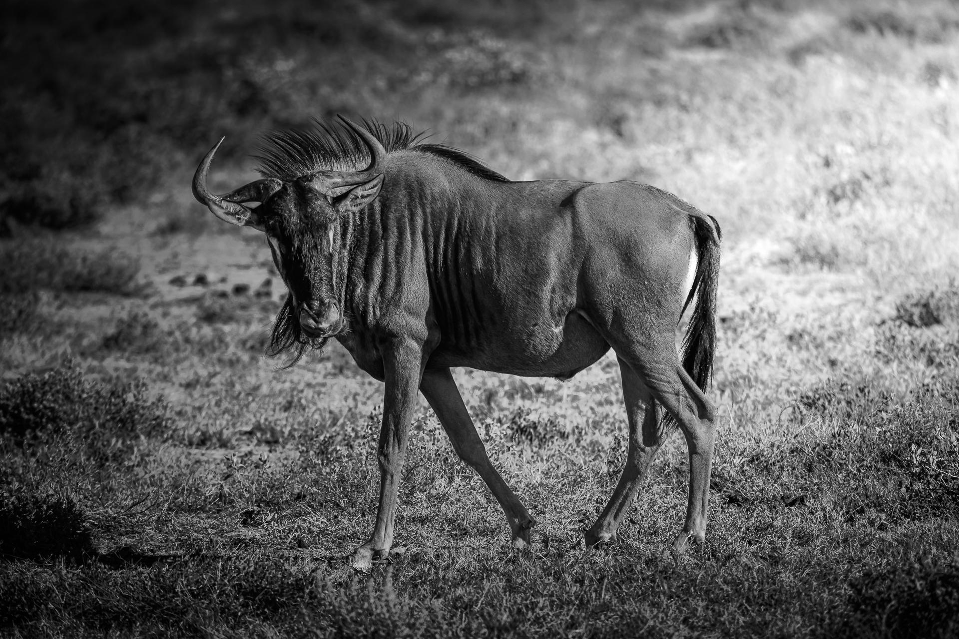 New York Photography Awards Winner - Etoshan Nomad