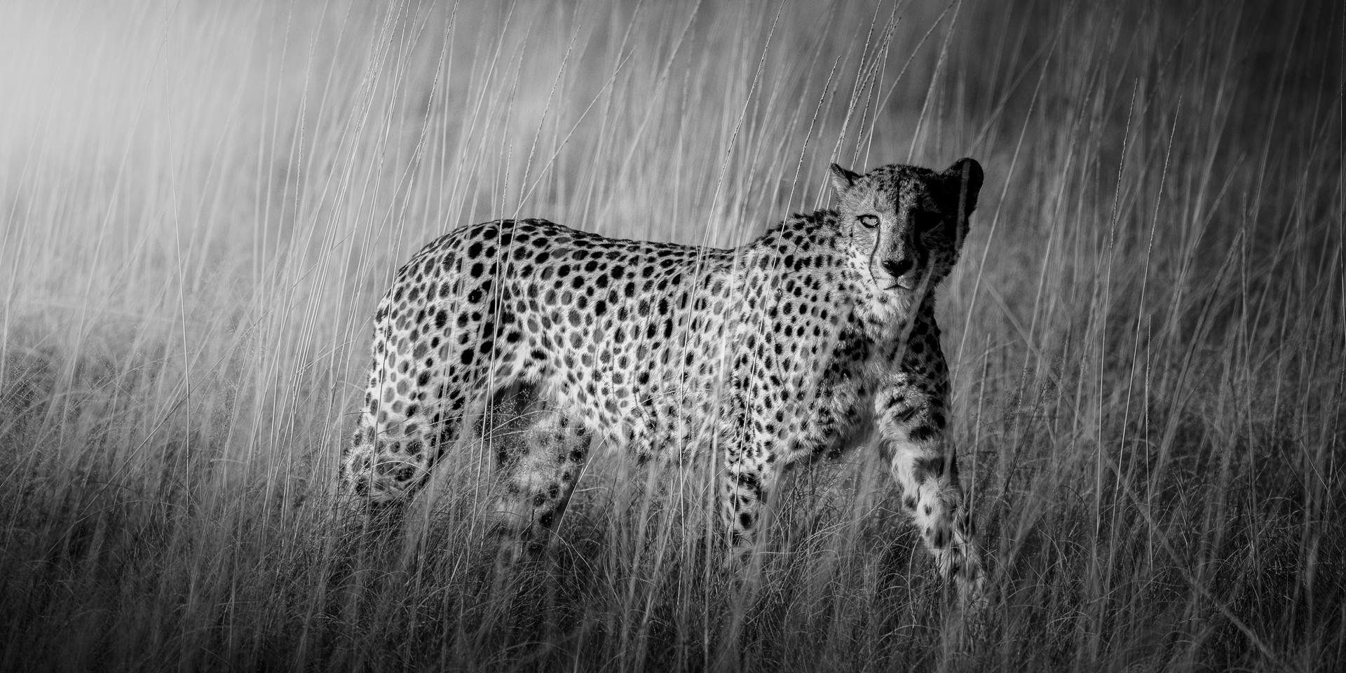 New York Photography Awards Winner - Etoshan Nomad