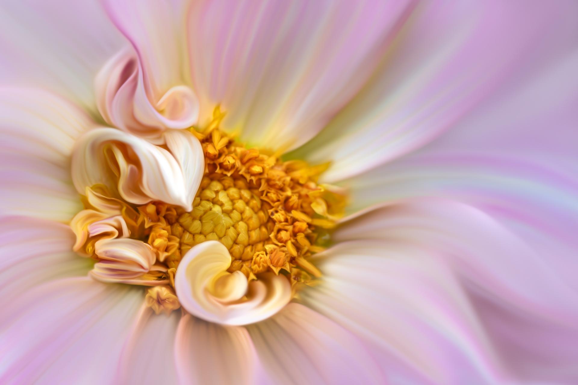 New York Photography Awards Winner - Tender Radiance
