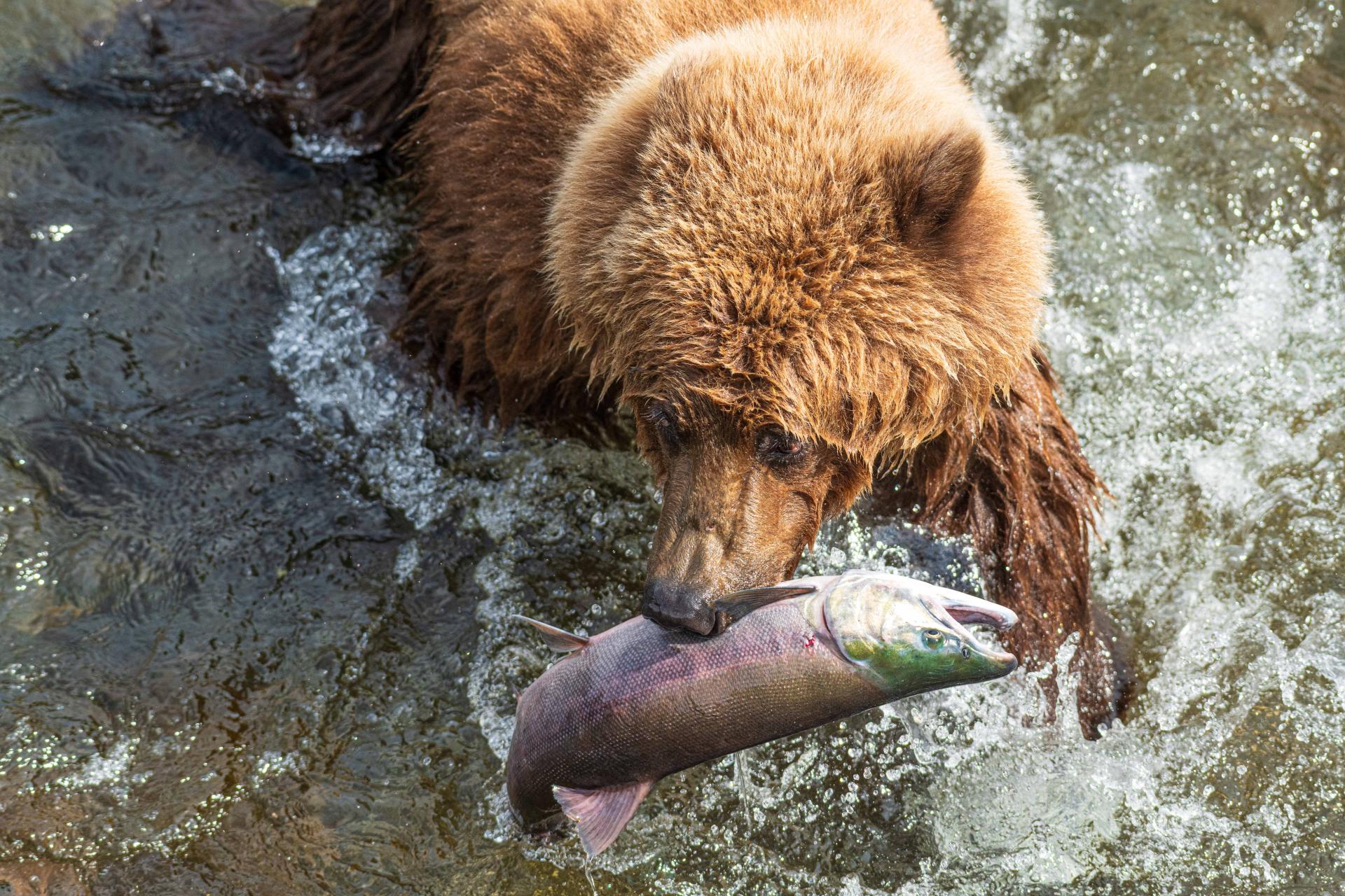 New York Photography Awards Winner - Grizzly Bear with Salmon Catch