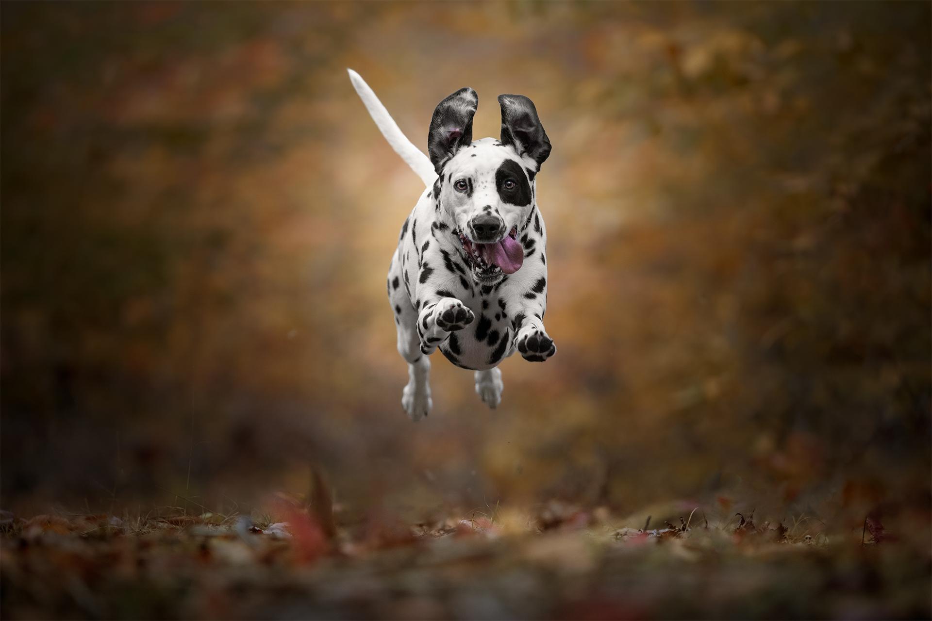 New York Photography Awards Winner - The Autumn Air
