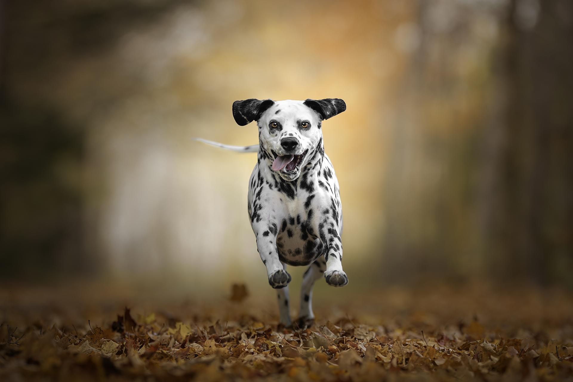 New York Photography Awards Winner - Leaf Dash Delight 