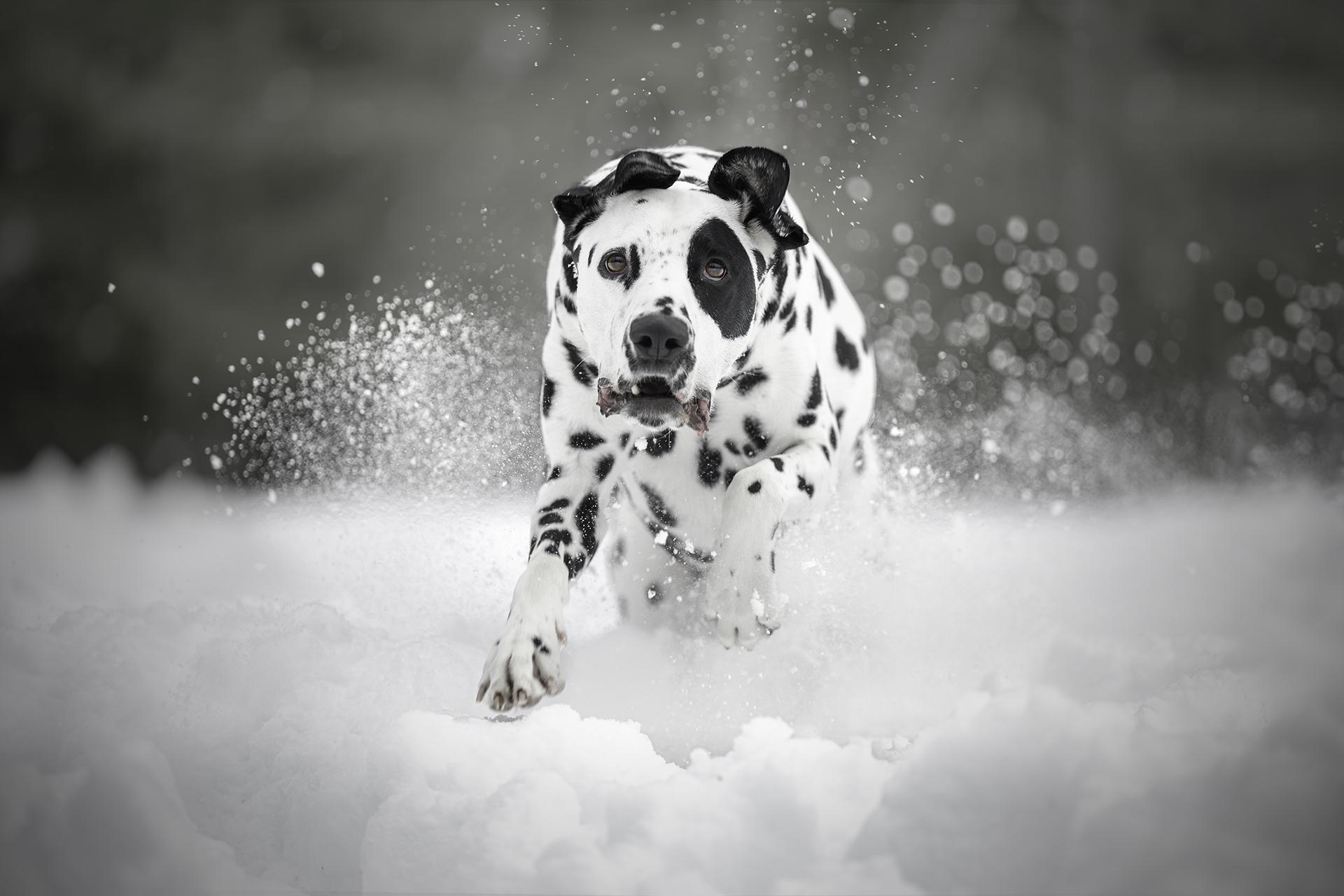 New York Photography Awards Winner - Snow Bound Sprint 