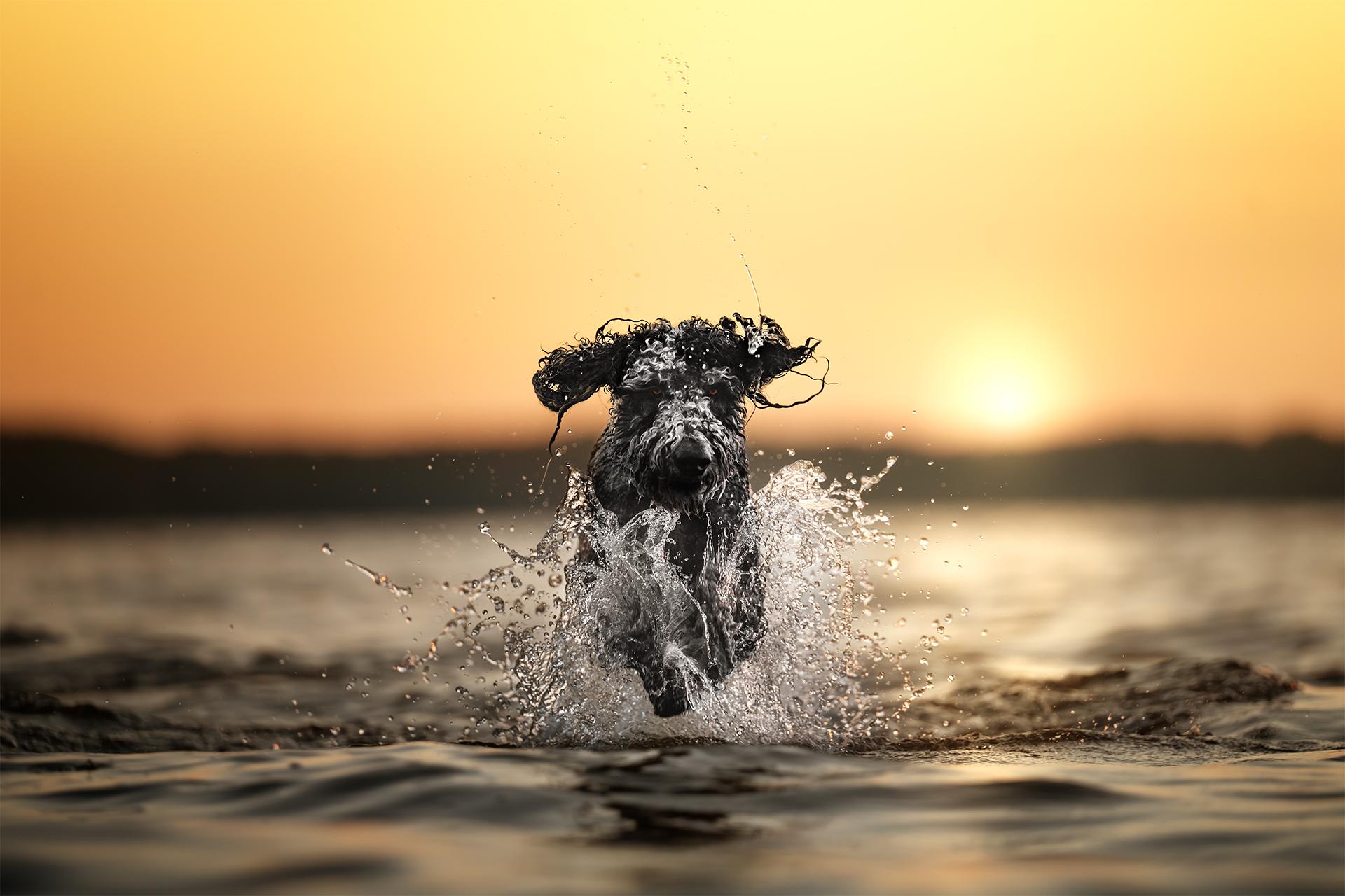 New York Photography Awards Winner - Sun Kissed Splash