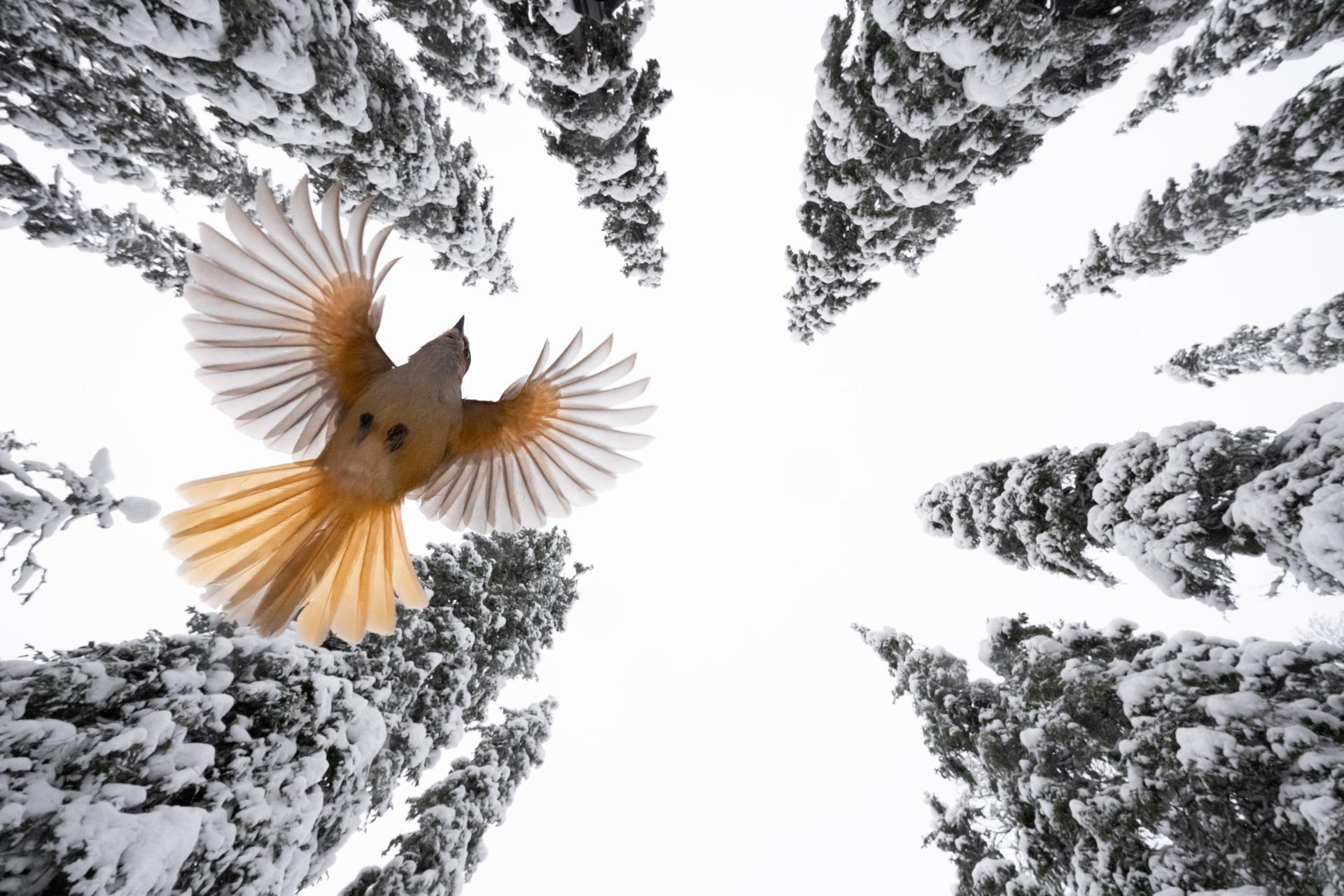 New York Photography Awards Winner - Fly By