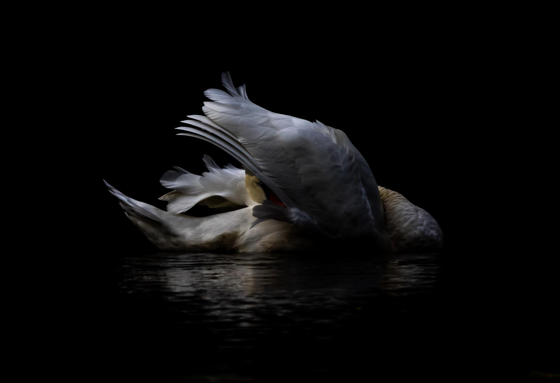 New York Photography Awards Winner - A Moment of Connection