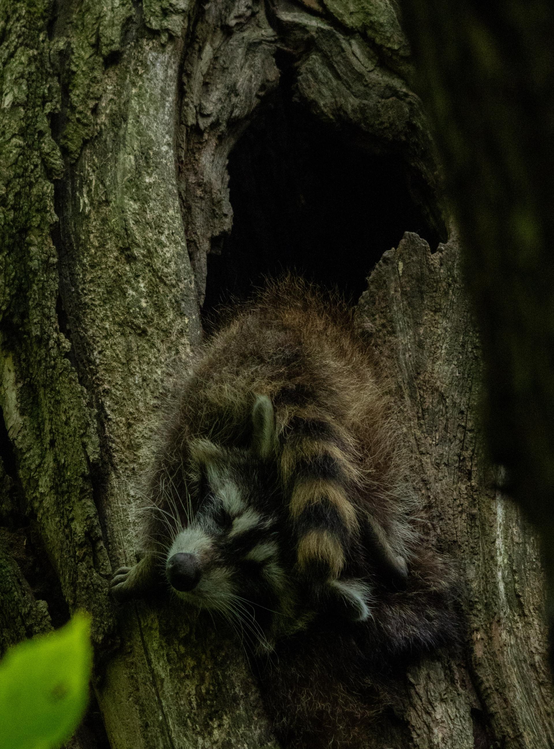 New York Photography Awards Winner - A Mother Never Rests