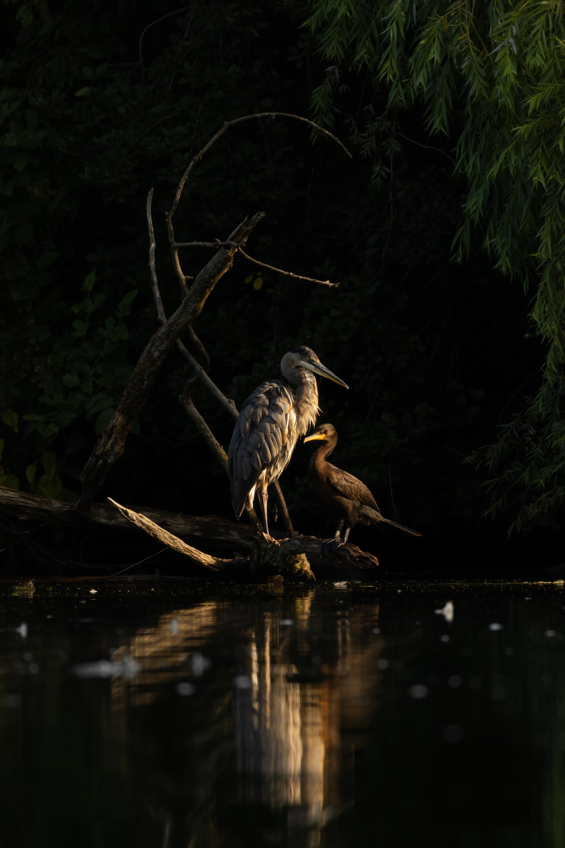 New York Photography Awards Winner - Coexistence