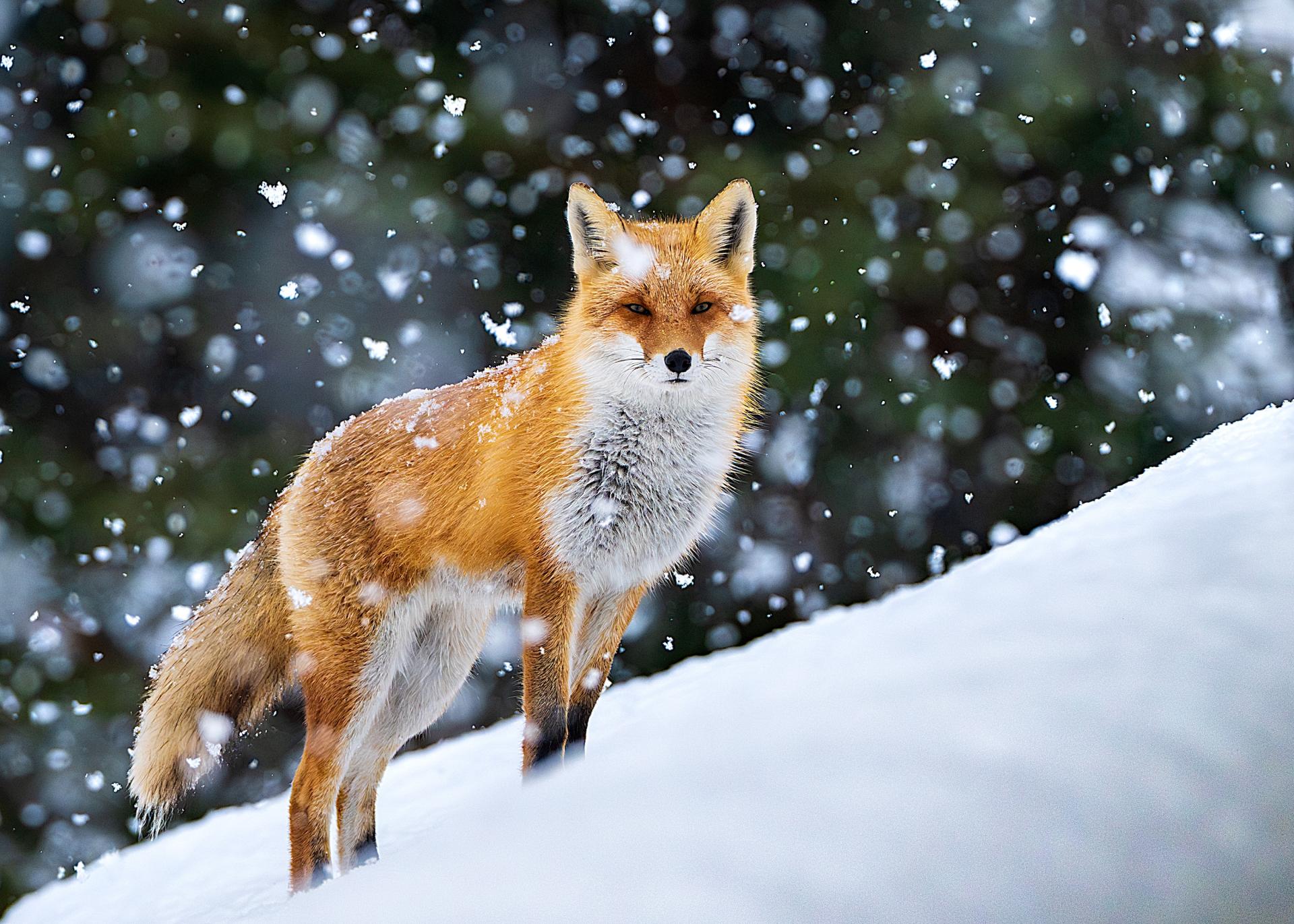 New York Photography Awards Winner - Save the Earth