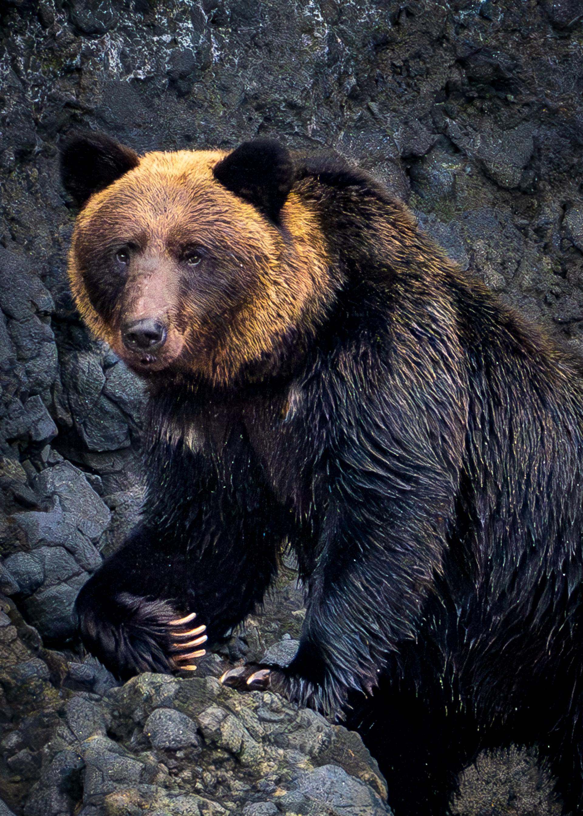 New York Photography Awards Winner - Save the Earth