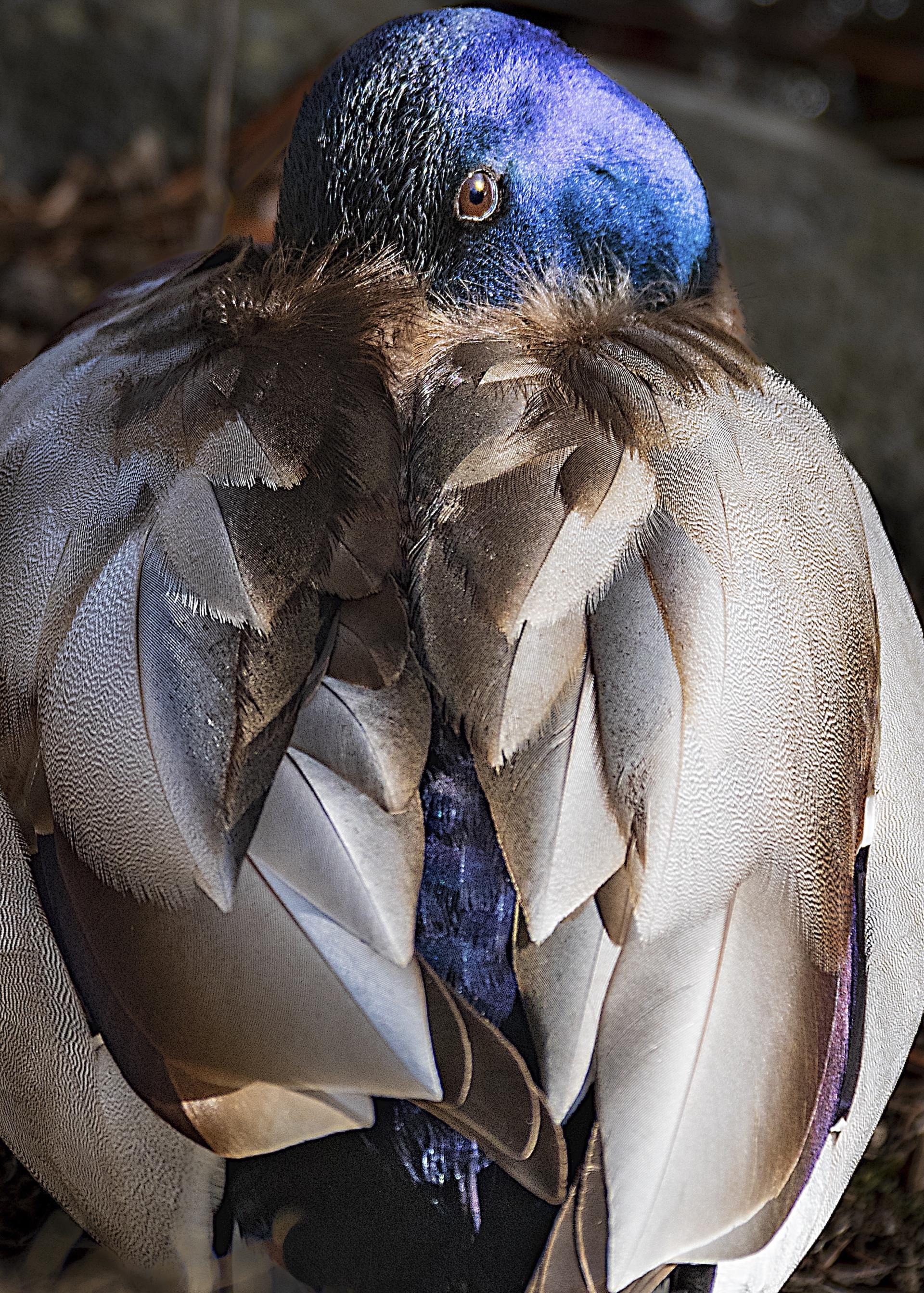 New York Photography Awards Winner - Save the Earth