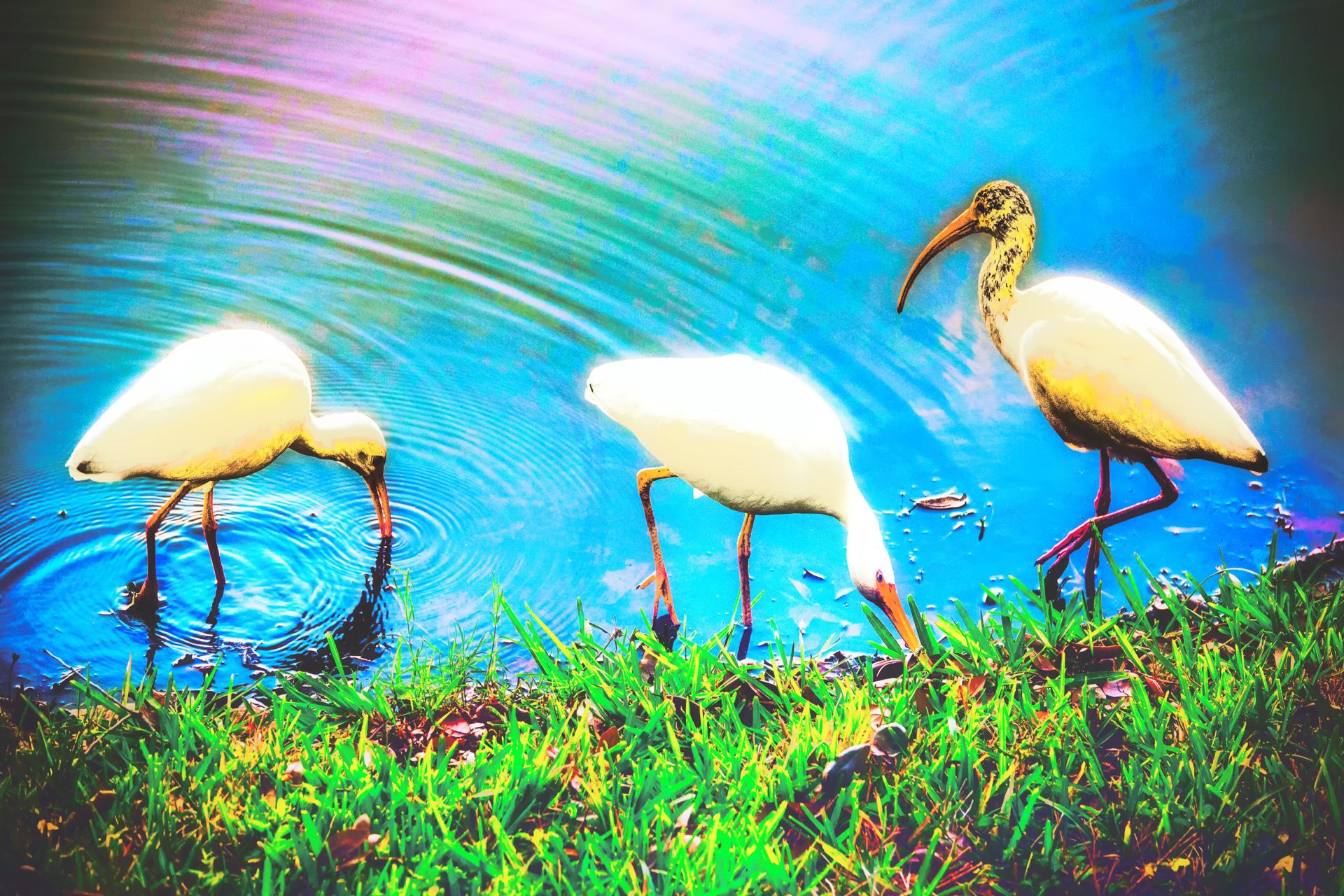 New York Photography Awards Winner - Triplicity