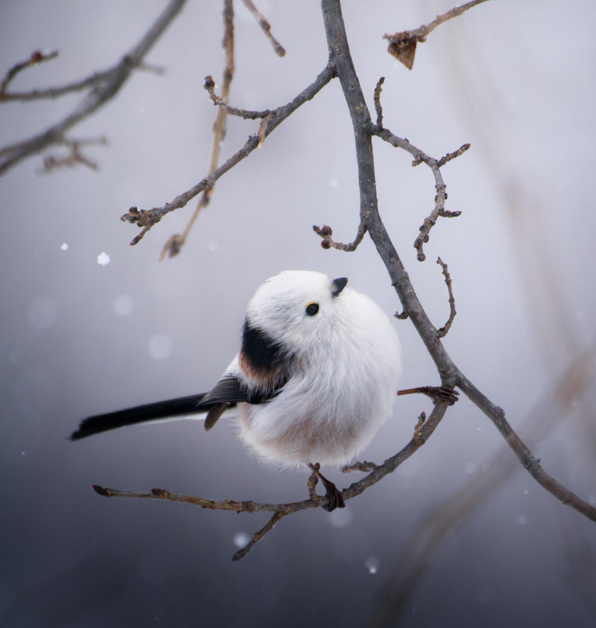 New York Photography Awards Winner - Snow-white fairy