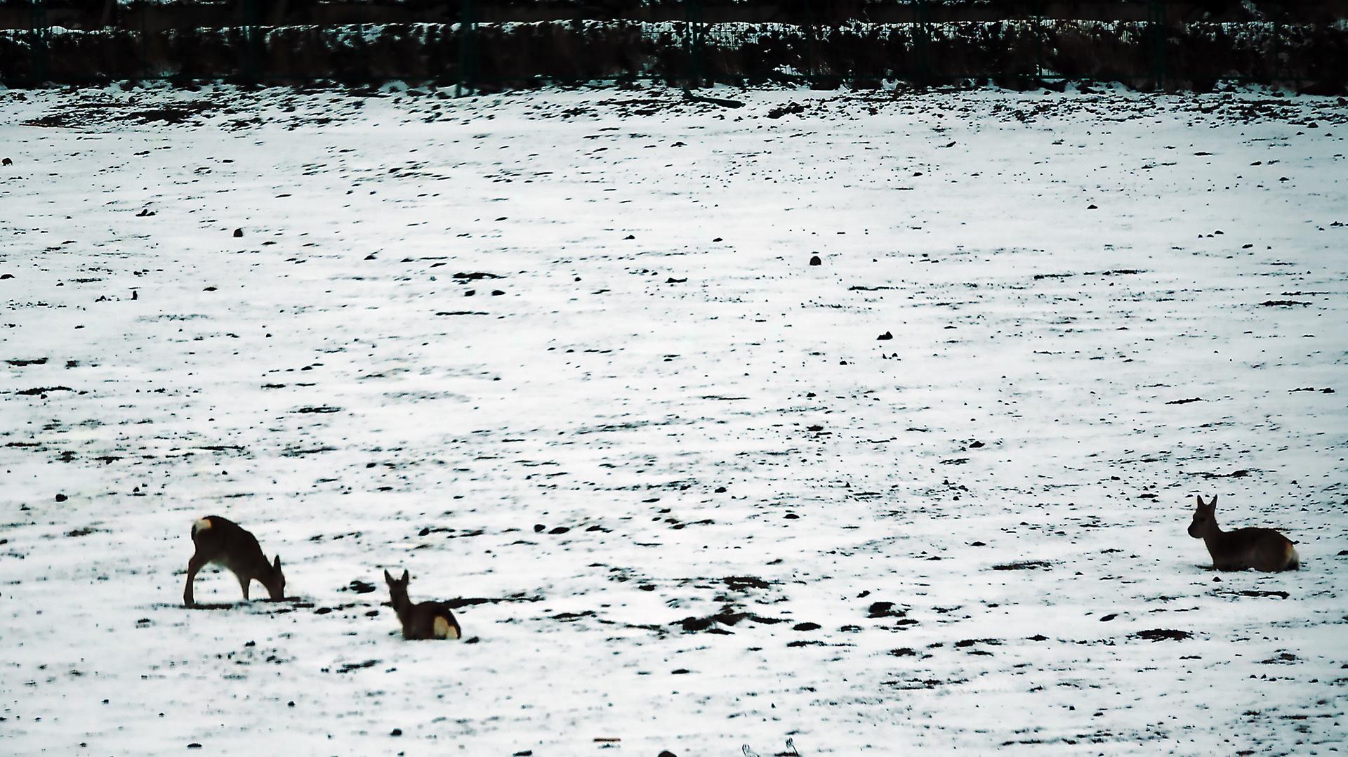 New York Photography Awards Winner - The magical scenery of the Tibetan snow-covered region