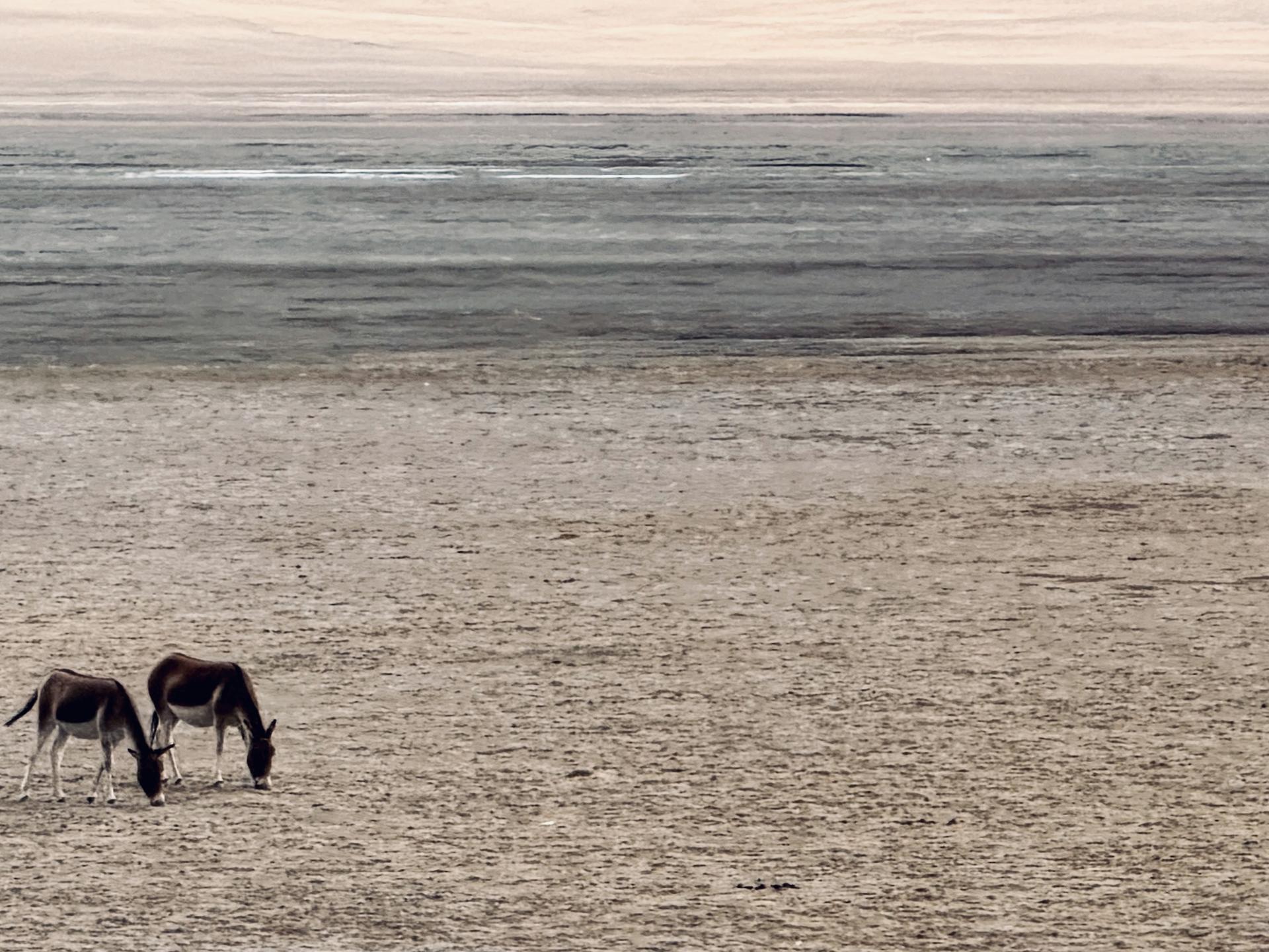 New York Photography Awards Winner - The magical scenery of the Tibetan snow-covered region