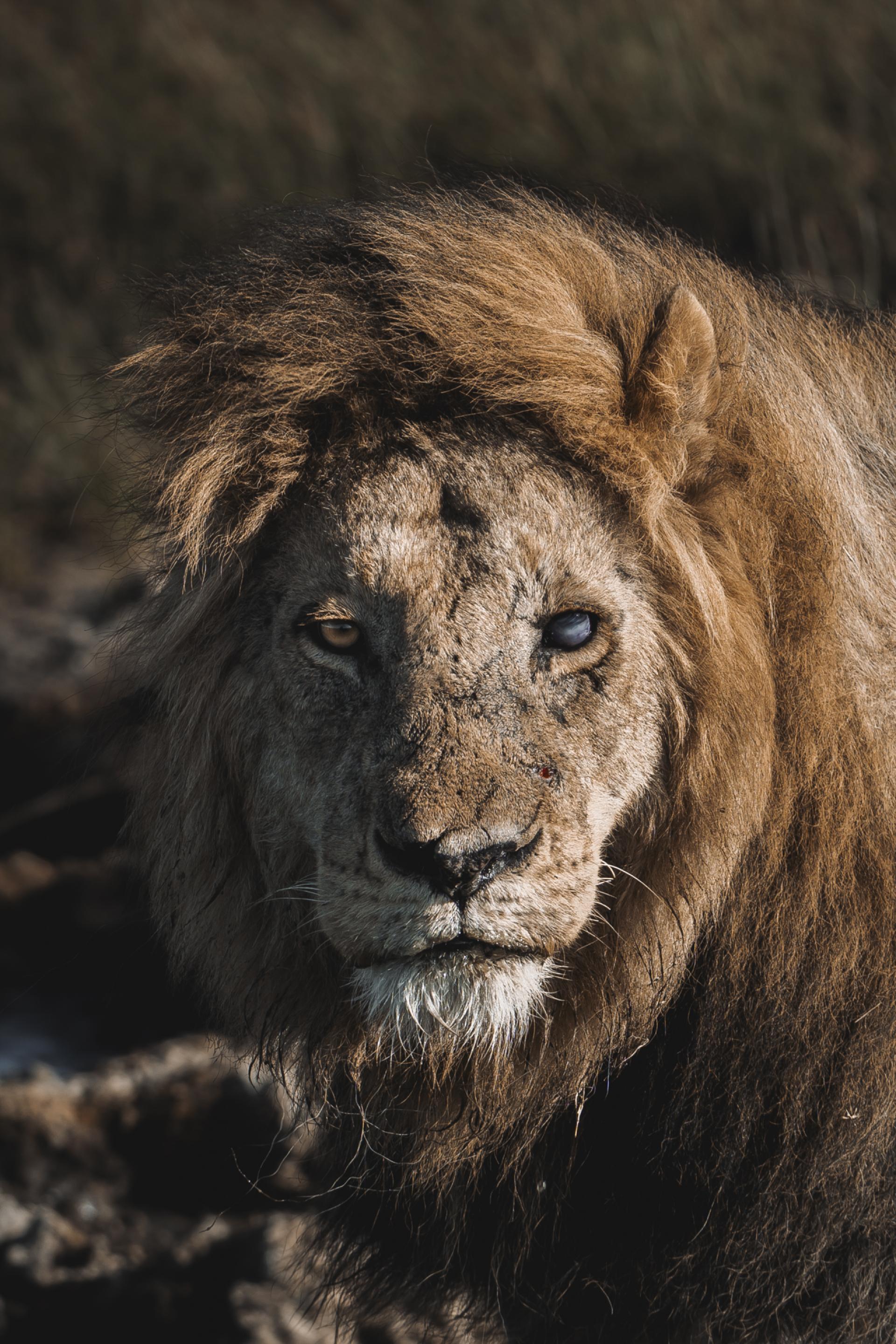 New York Photography Awards Winner - Battle Scars